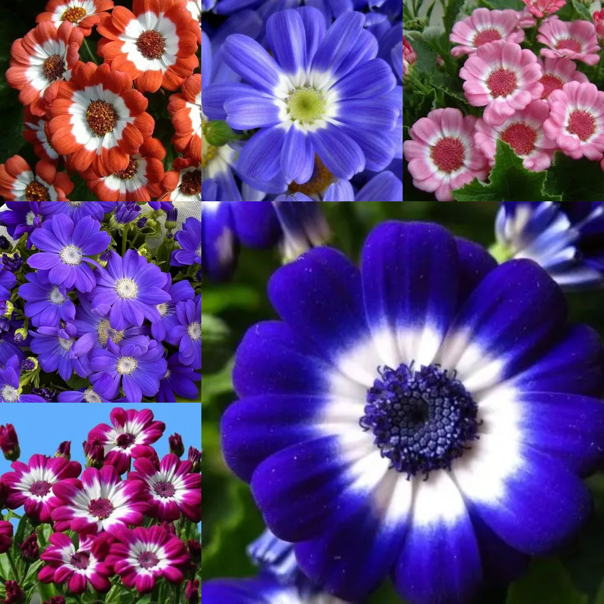 💥53% OFF🎉Cineraria Chrysanthemum Seeds💜