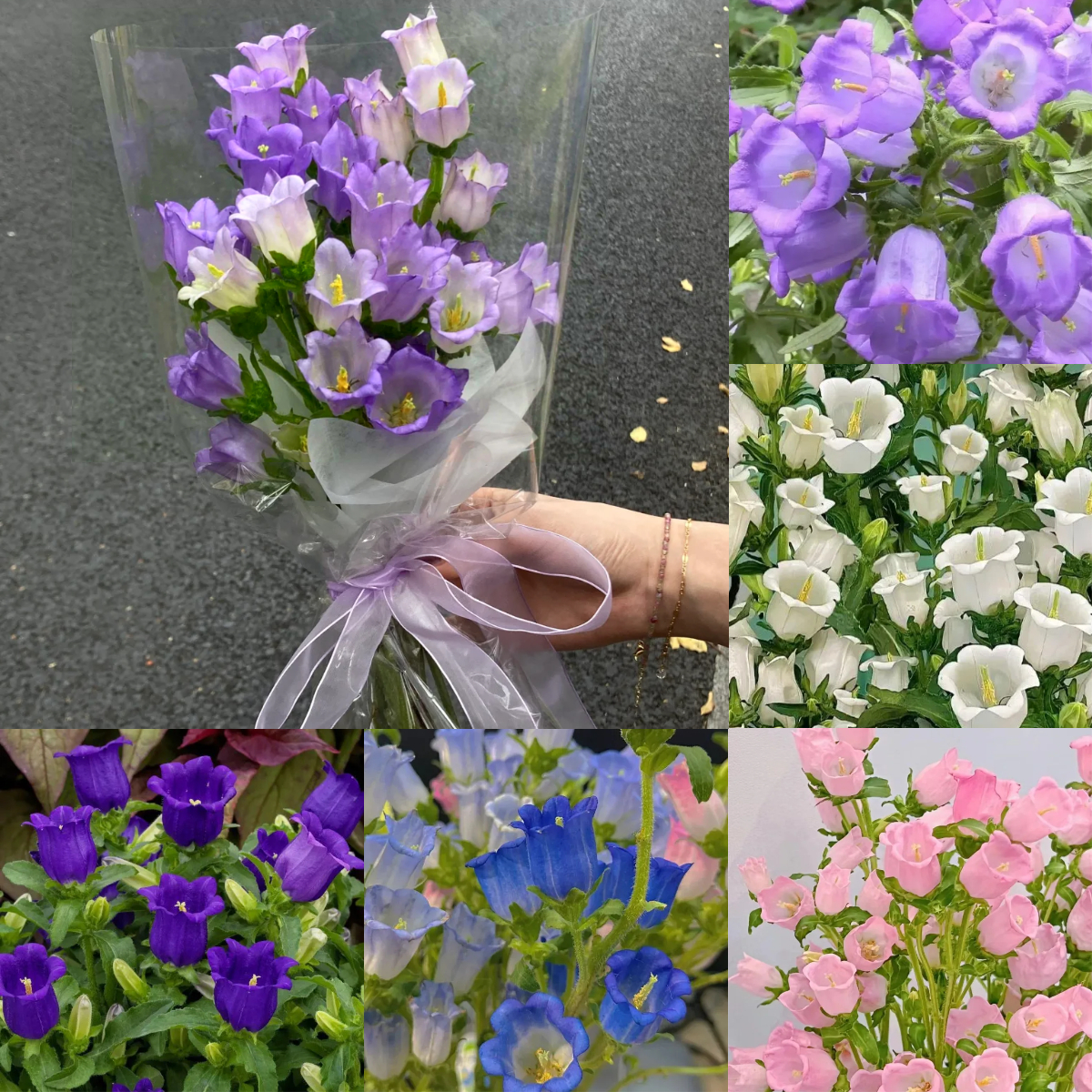 Multicolor Campanula Seeds🎐