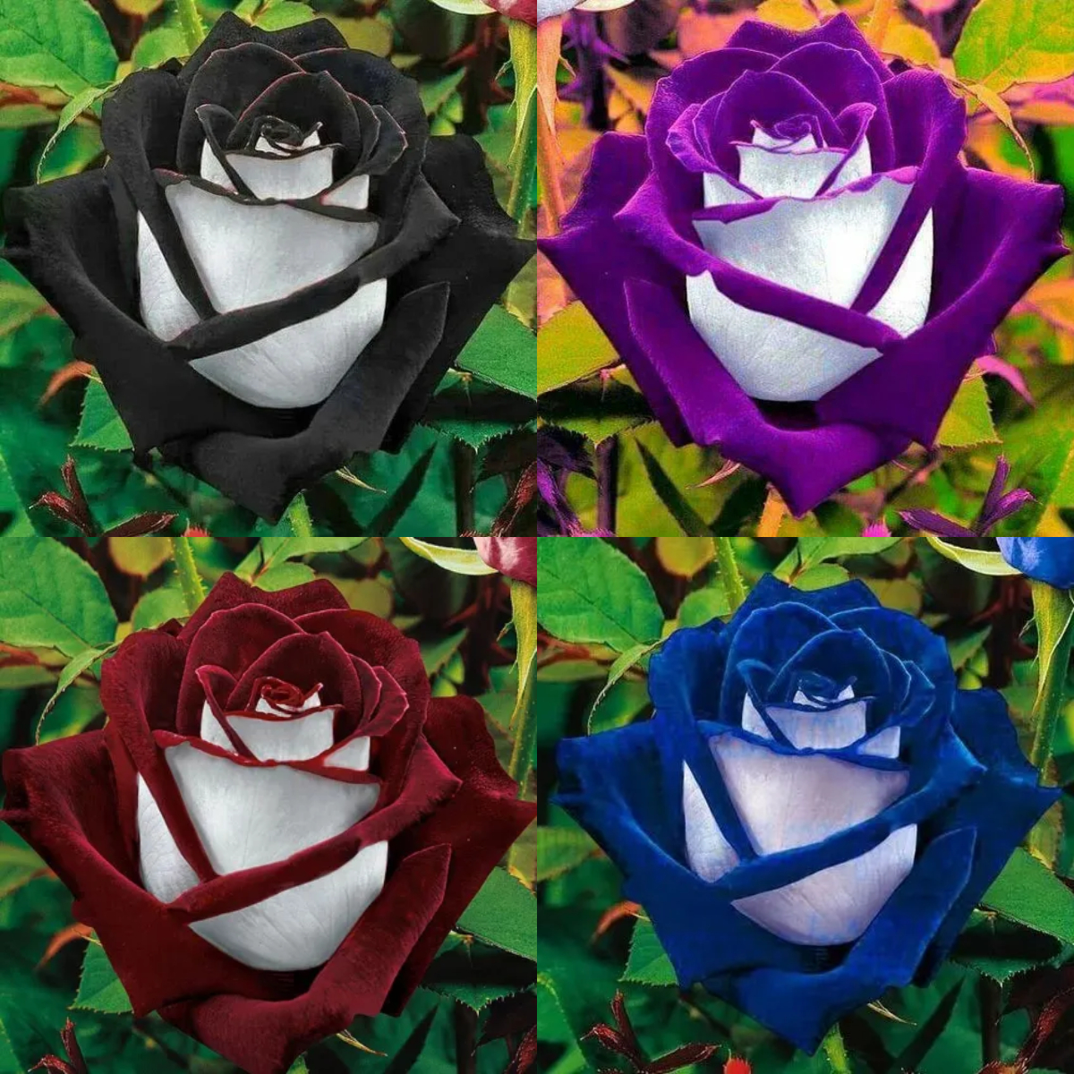 50 Pcs Black Rose Flower Colorful Rose Petals Plant Seeds for Home Garden