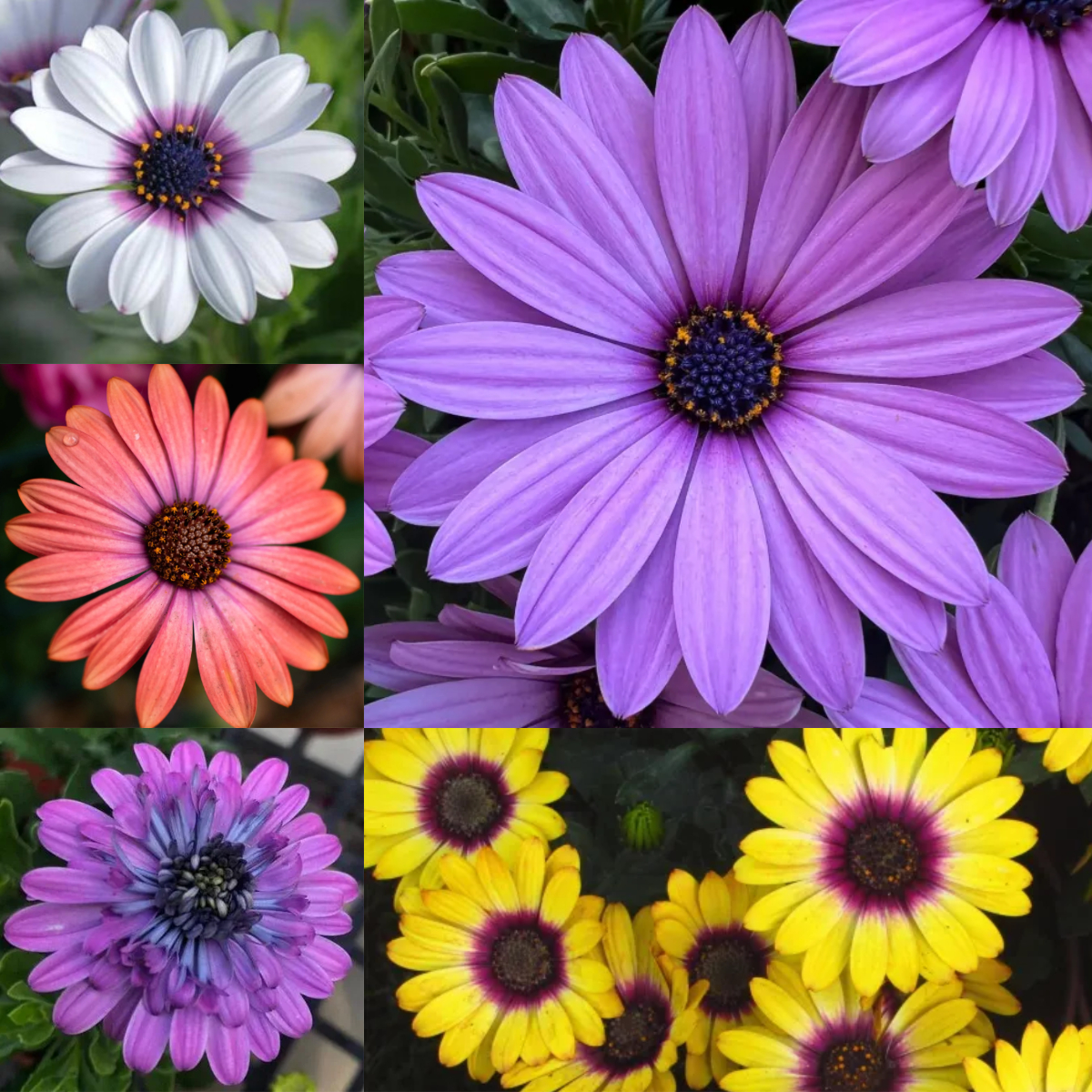 40% OFF💥🔥Blue eye chrysanthemum seeds