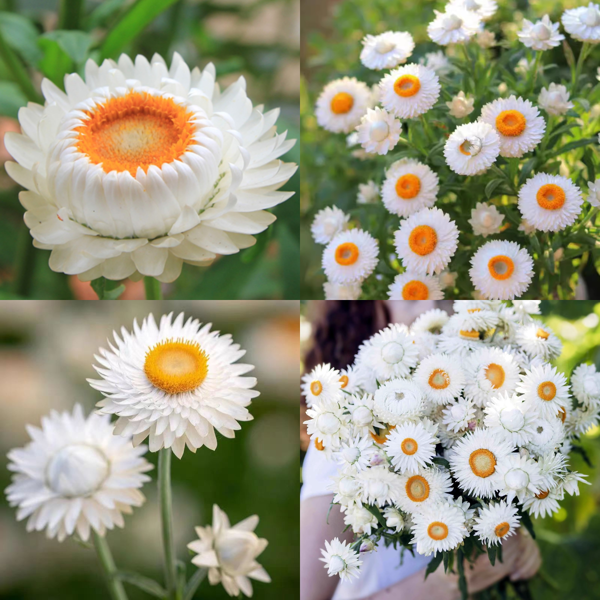 STRAWFLOWER SEEDS - GOLDEN YELLOW 50 SEEDS