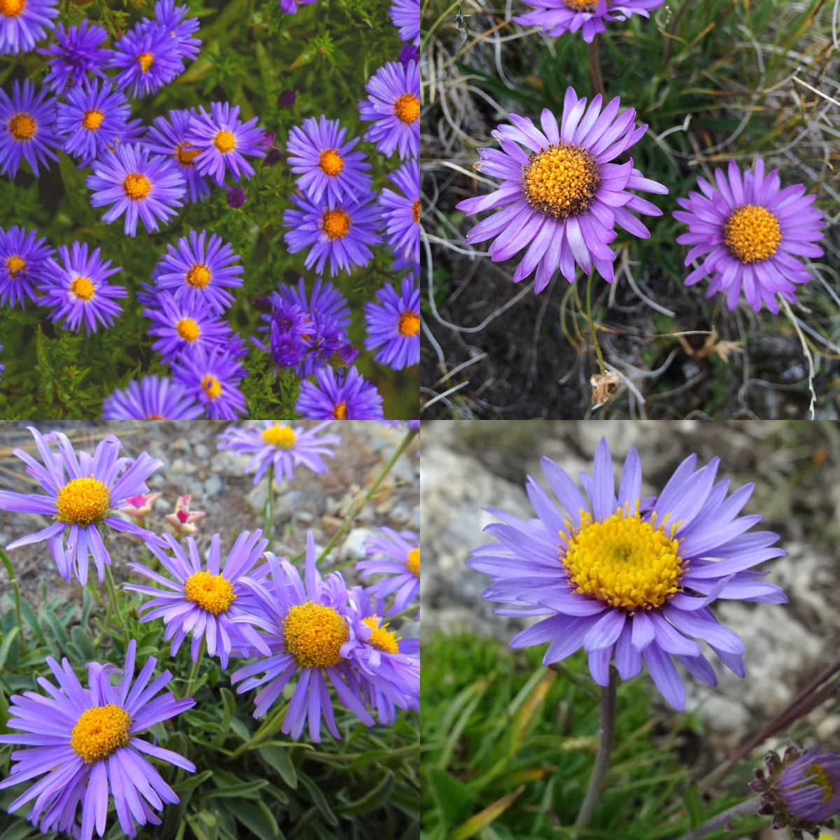 STRAWFLOWER SEEDS - GOLDEN YELLOW 50 SEEDS