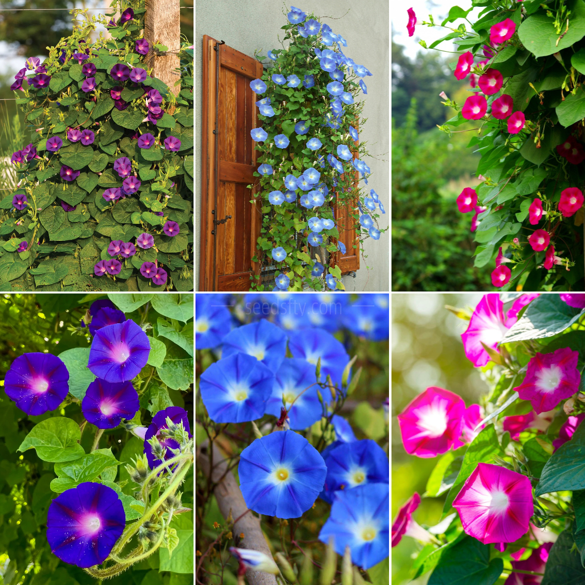 💜🌞Grandpa Ott Morning Glory Seeds