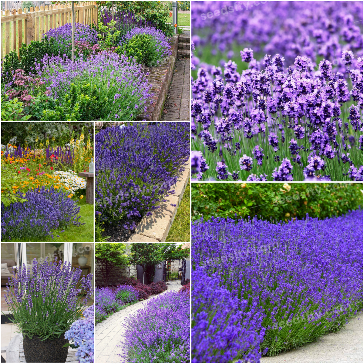 💜🌿True Lavender Seeds