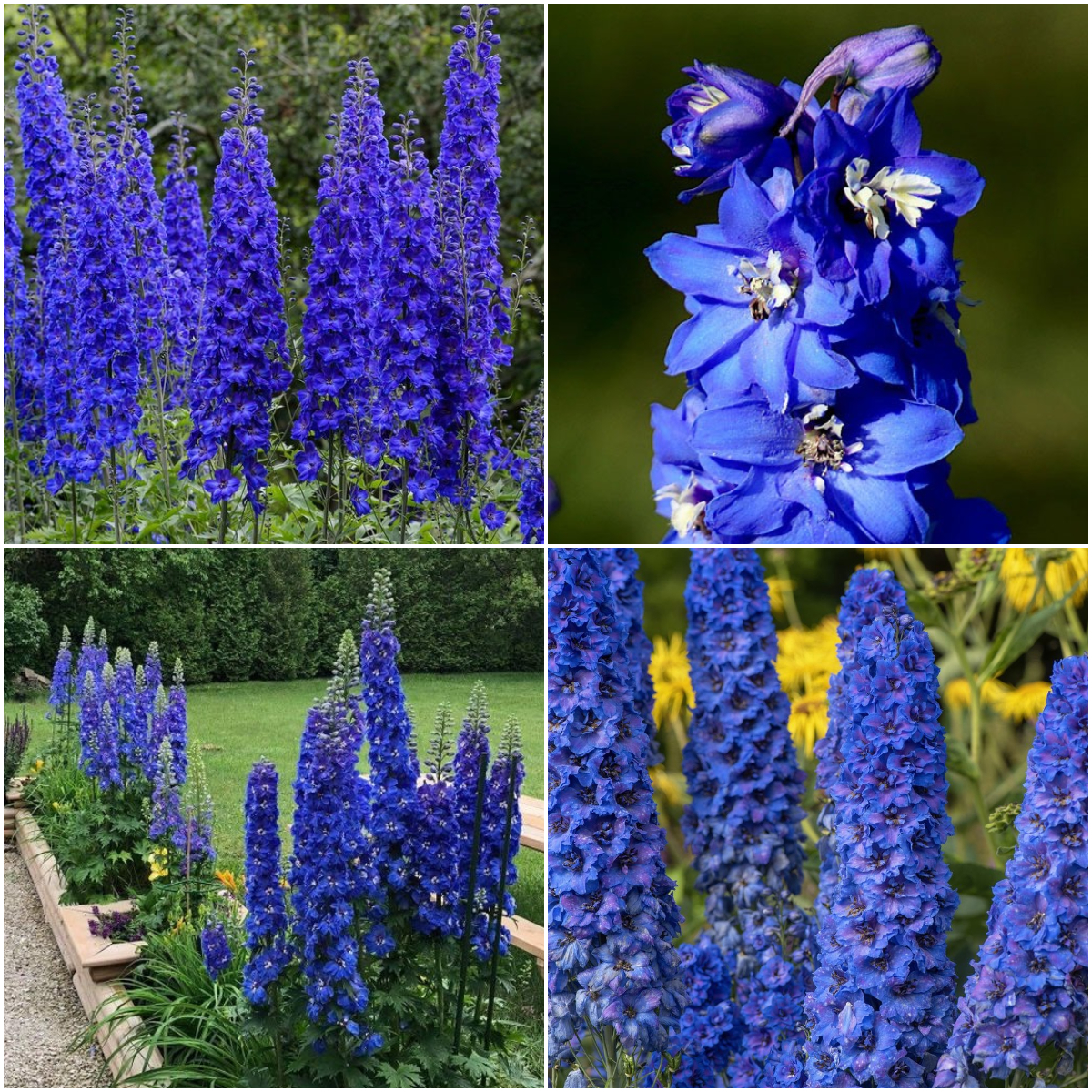 💙Blue Buccaneers Delphinium Seeds