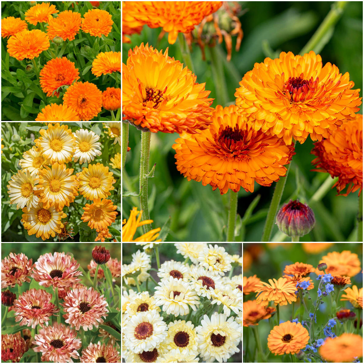🧡💛 Calendula Flower Seeds