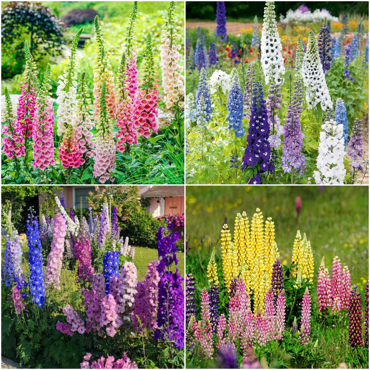 ✨🧑‍🌾 Get Ready for Spring 💐 Delphinium, Foxglove, Lupine Mix