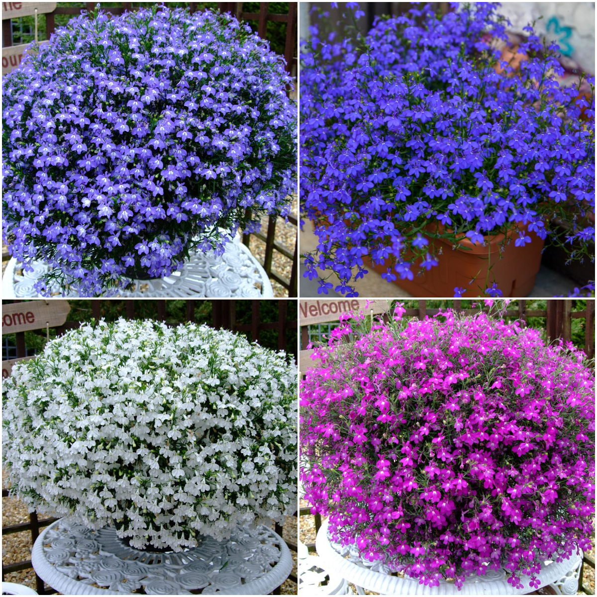 💜Lobelia Seeds – Vibrant, Low-Growing Flowers