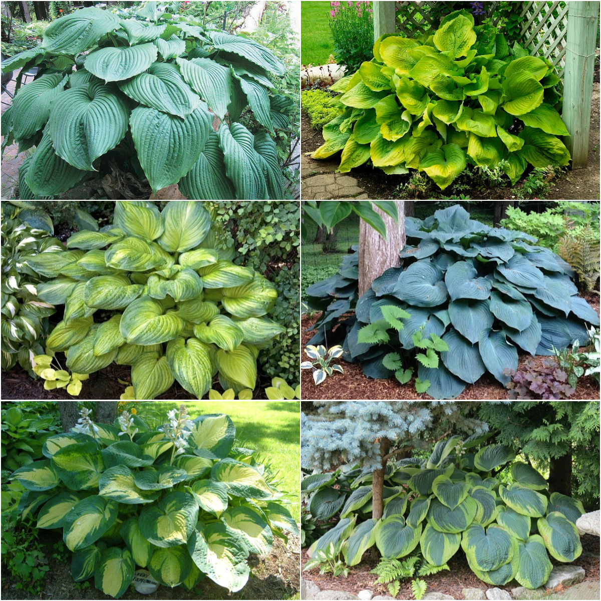  🌿Giant Hosta Seeds Collection: Embrace the Majesty of Oversized Foliag