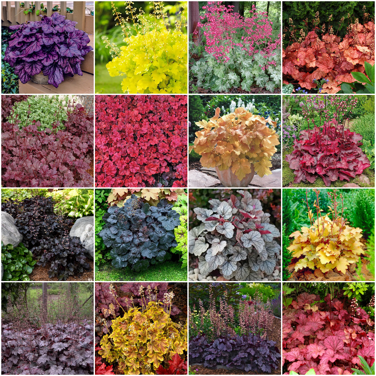 Coral Bells Seeds – A Touch of Elegance for Your Garden