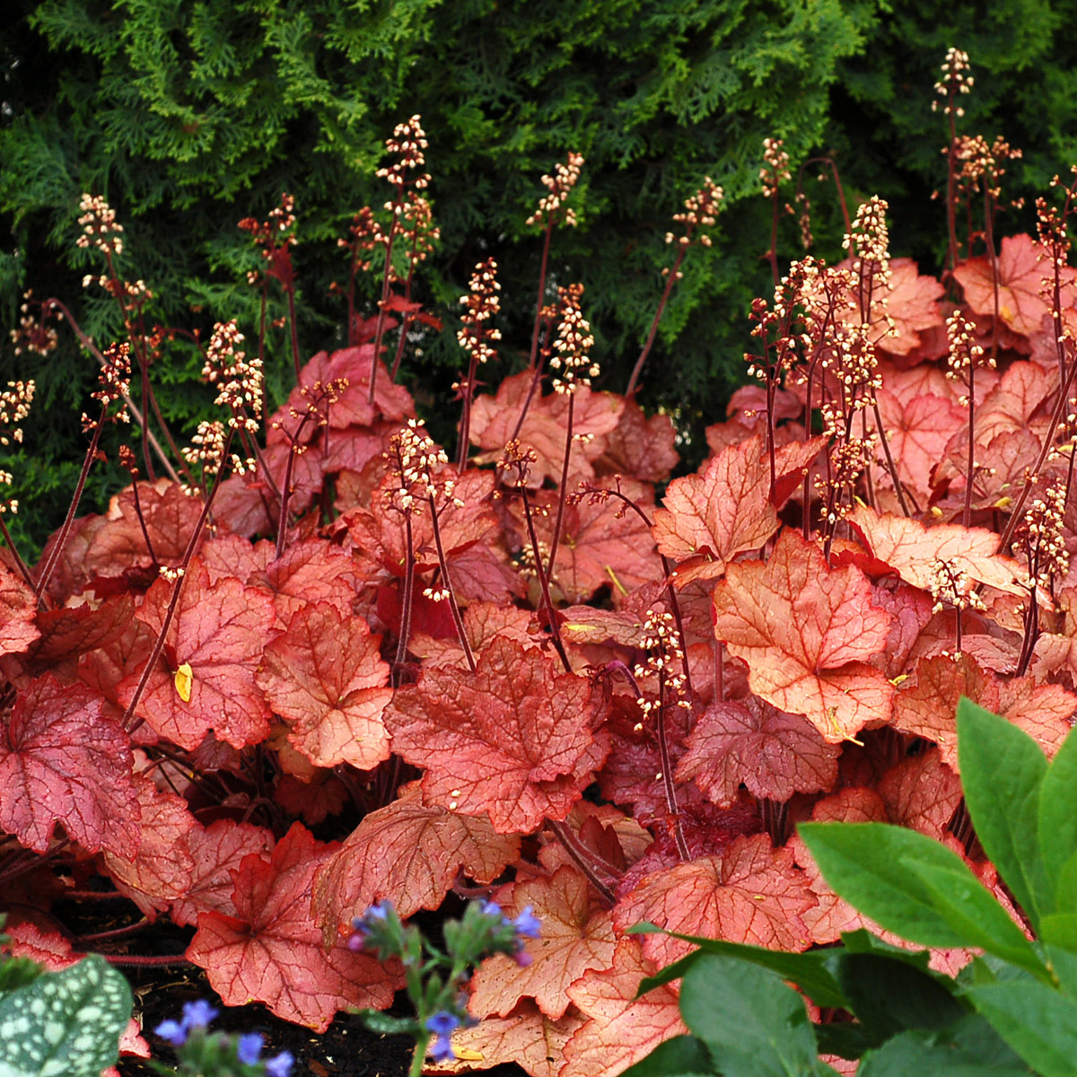 Coral Bells Seeds – A Touch of Elegance for Your Garden