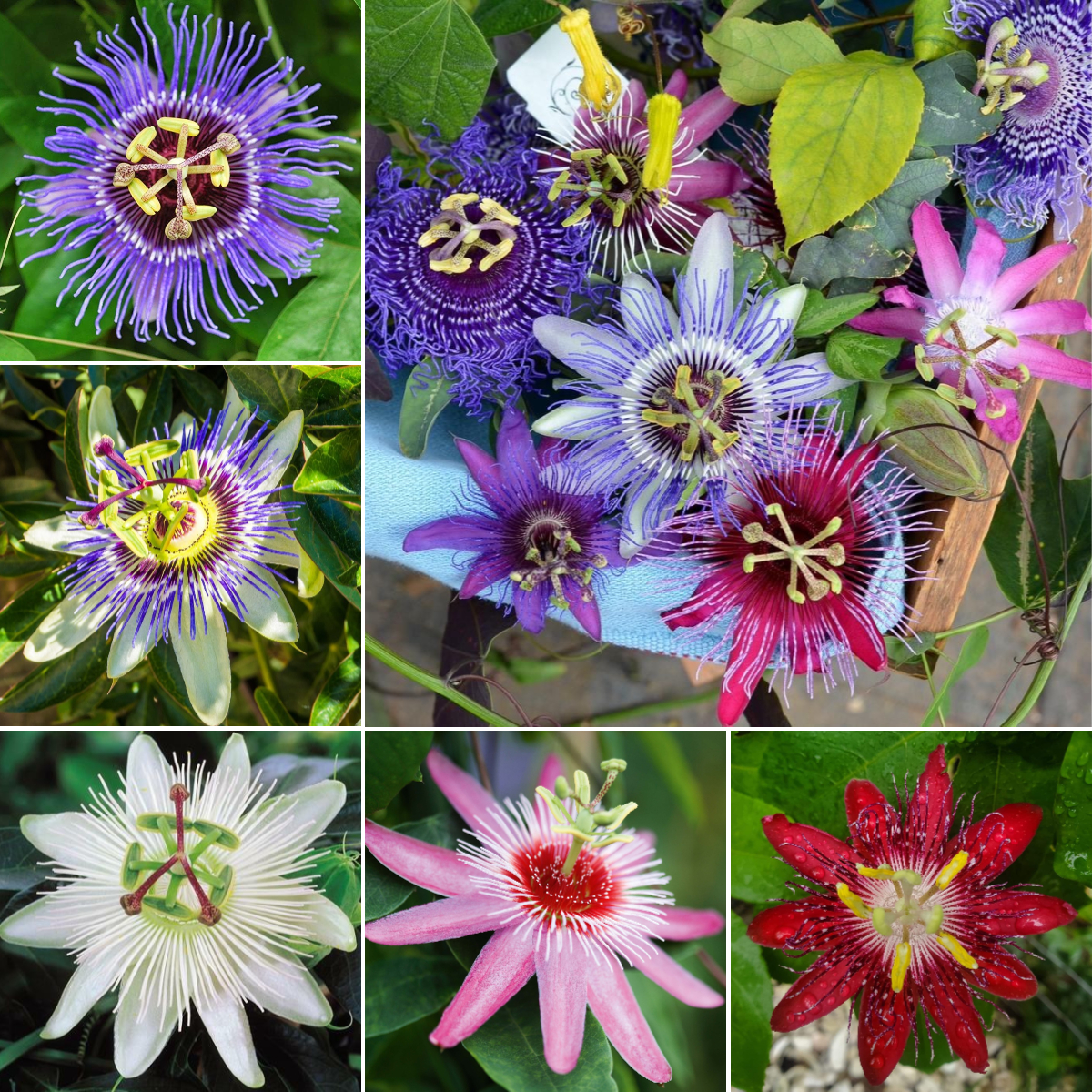🔥Hot Selling🌼Passionflower Seeds