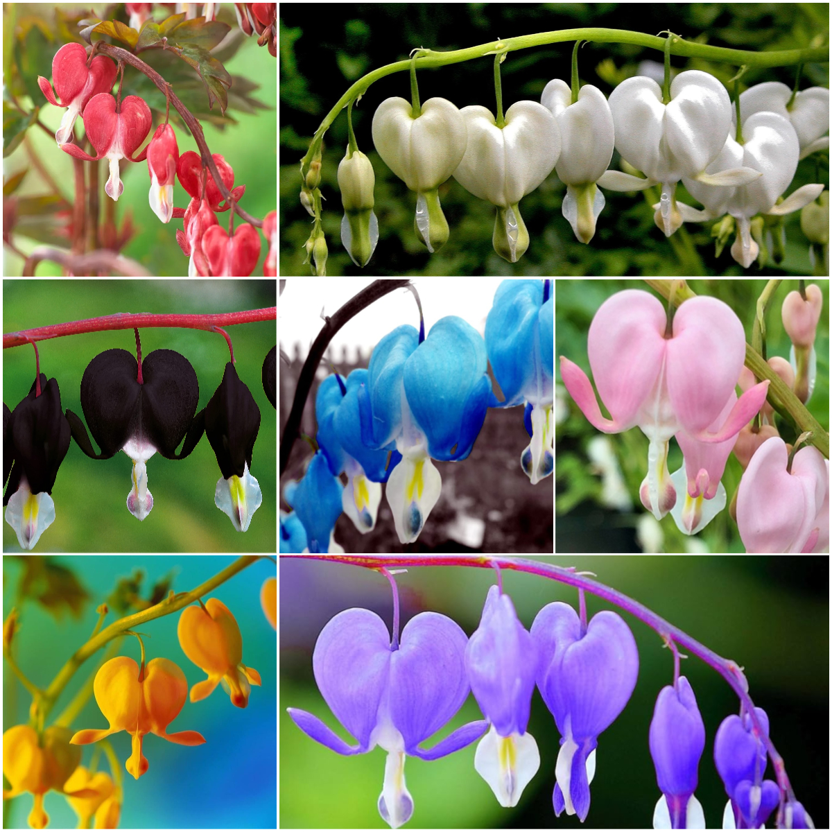 ❤️✨Bleeding Heart -- Dicentra Seeds