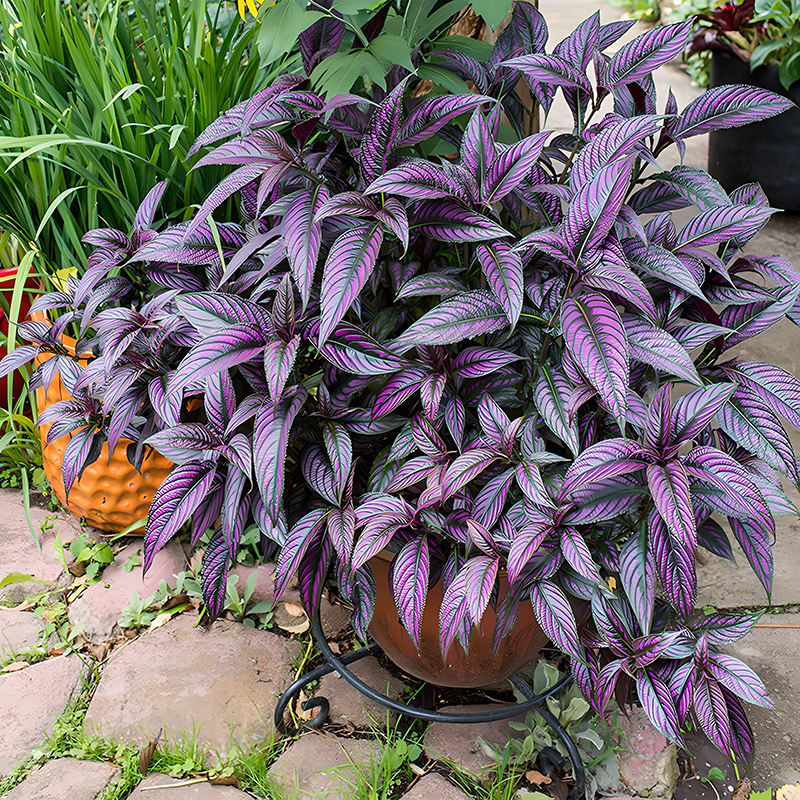 💜 Persian Shield Seeds – Exotic Metallic Purple Foliage
