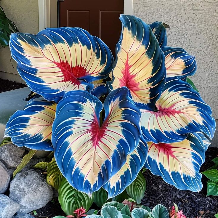 Midnight Sapphire-Giant Alocasia Bulbs🍃Transform Your Space with Tropical Majesty