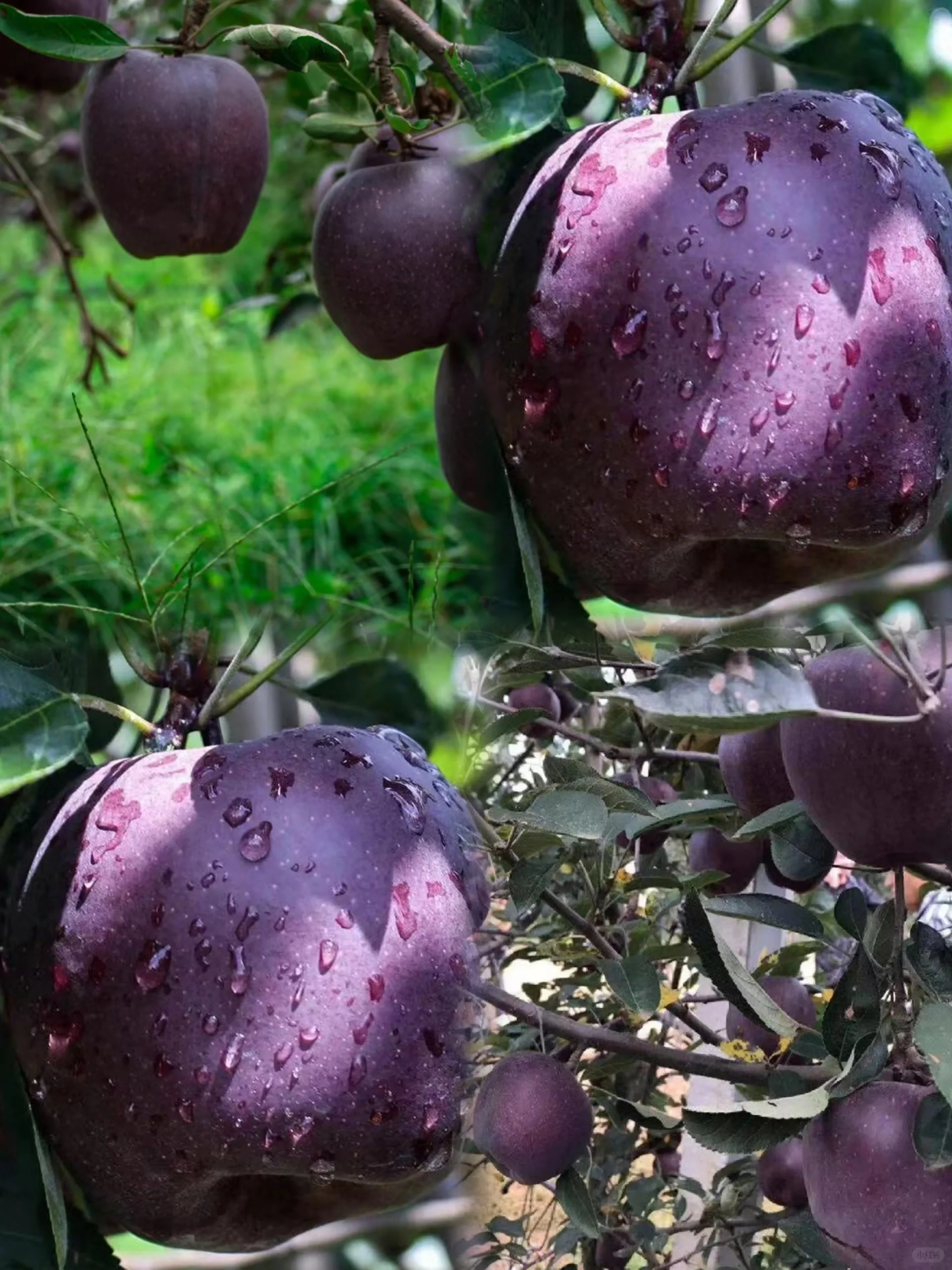 Black Diamond Apple Seeds