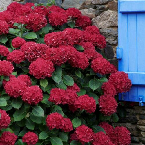 ✨Hydrangea Seeds – Bring Color to Your Garden