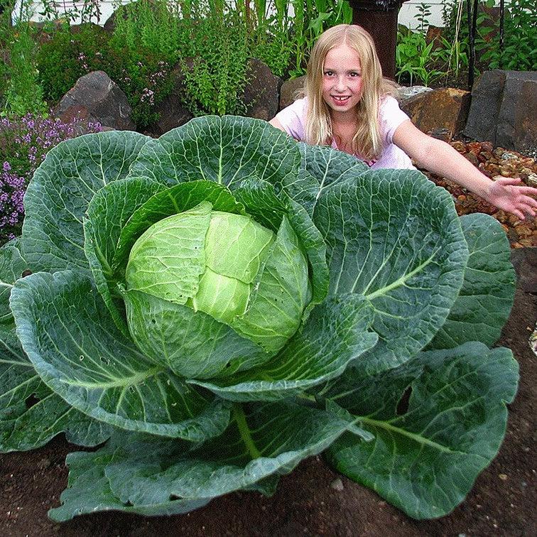 🥬 Giant Russian Cabbage Seeds: Grow Big, Bold, and Beautiful!