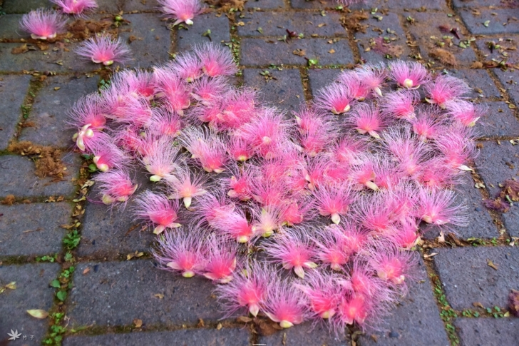 Barringtonia racemosa seeds🌸