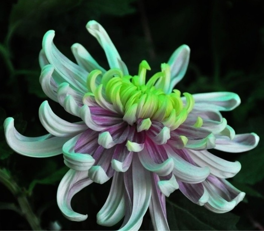 Mixed Spider Mums Flower Seeds-Over 20 Colors