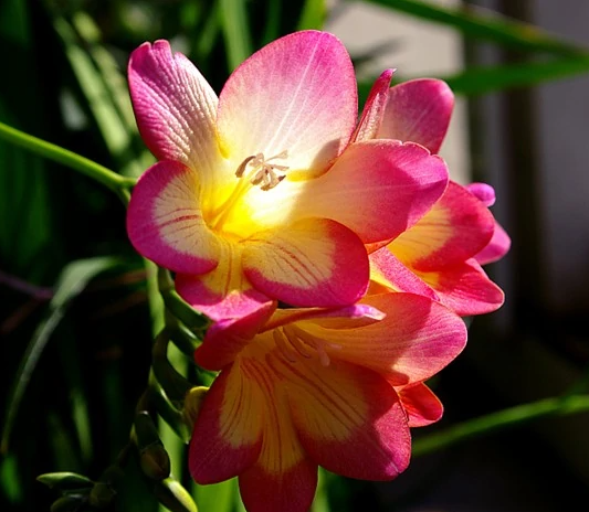 Freesia hybrida Klatt