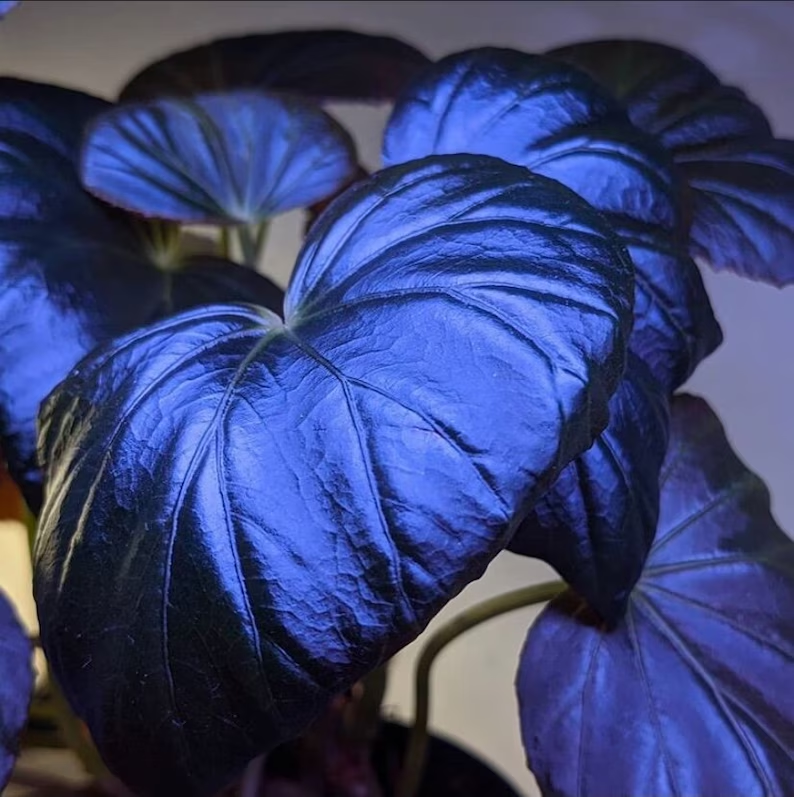 Peacock Begonia Seeds - blue begonia