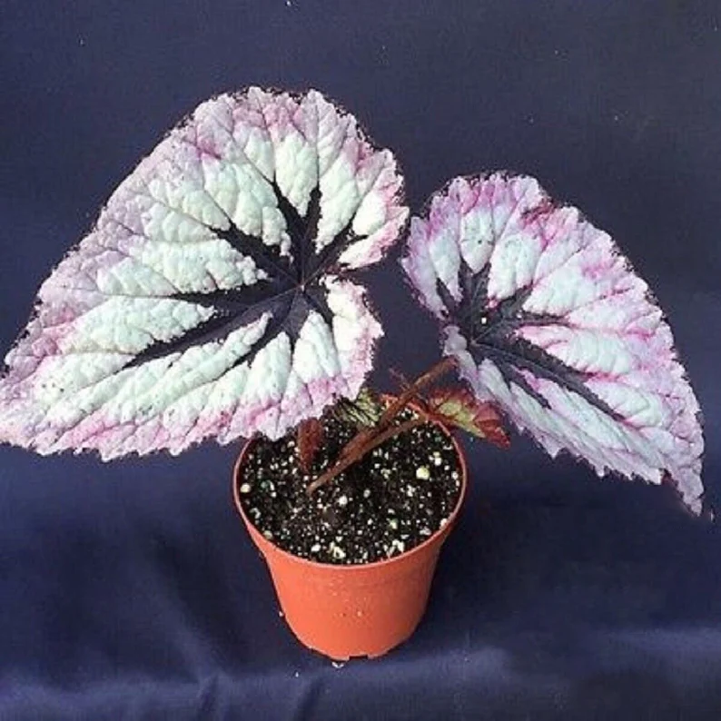 FIRE WOMAN SEEDS -- Harmony's Rex Begonia Gorgeous 100% natural