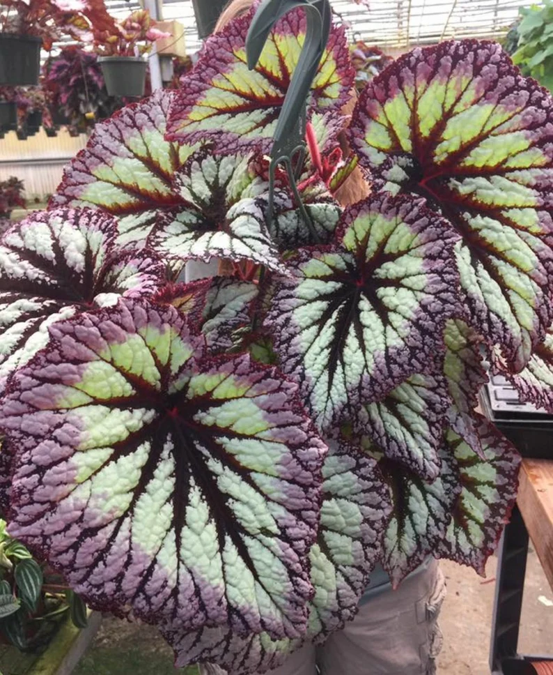 FIRE WOMAN SEEDS -- Harmony's Rex Begonia Gorgeous 100% natural