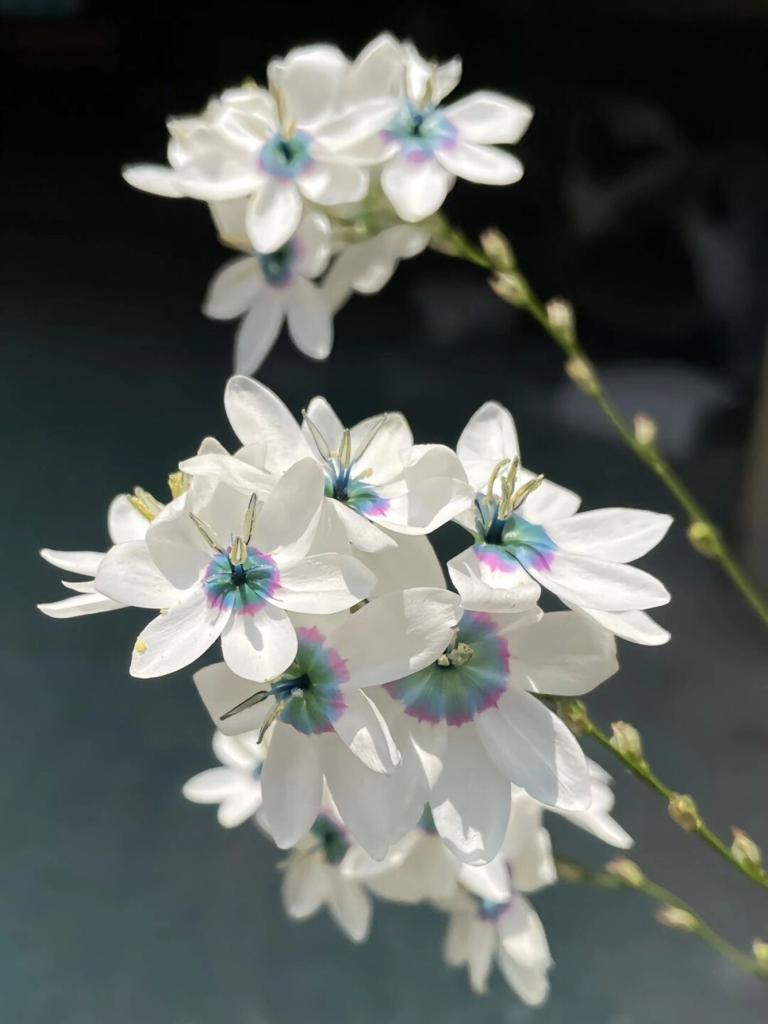 Rare White-Patterned Valley Iris
