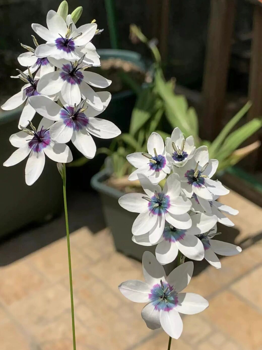 Rare White-Patterned Valley Iris