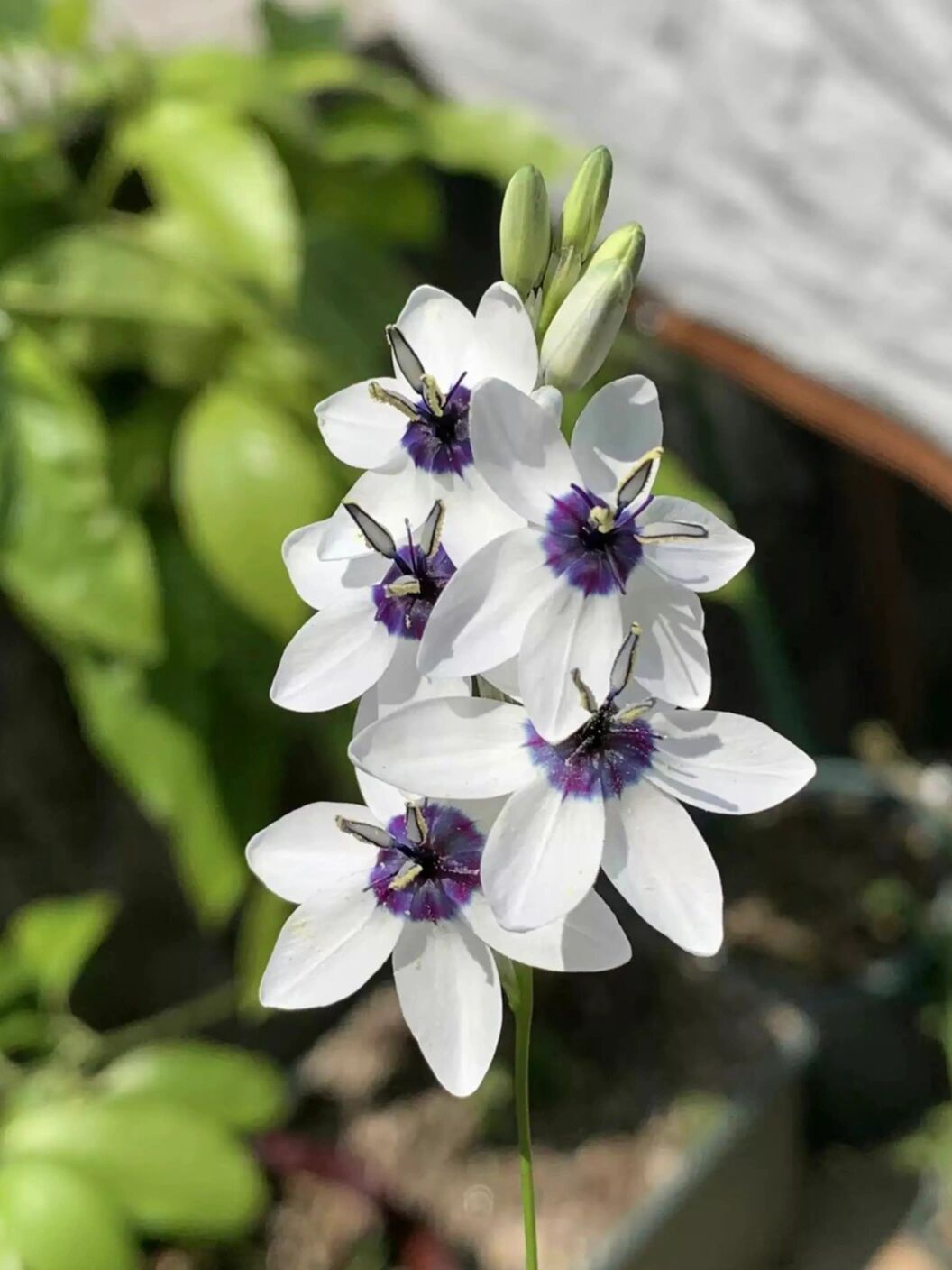 Rare White-Patterned Valley Iris