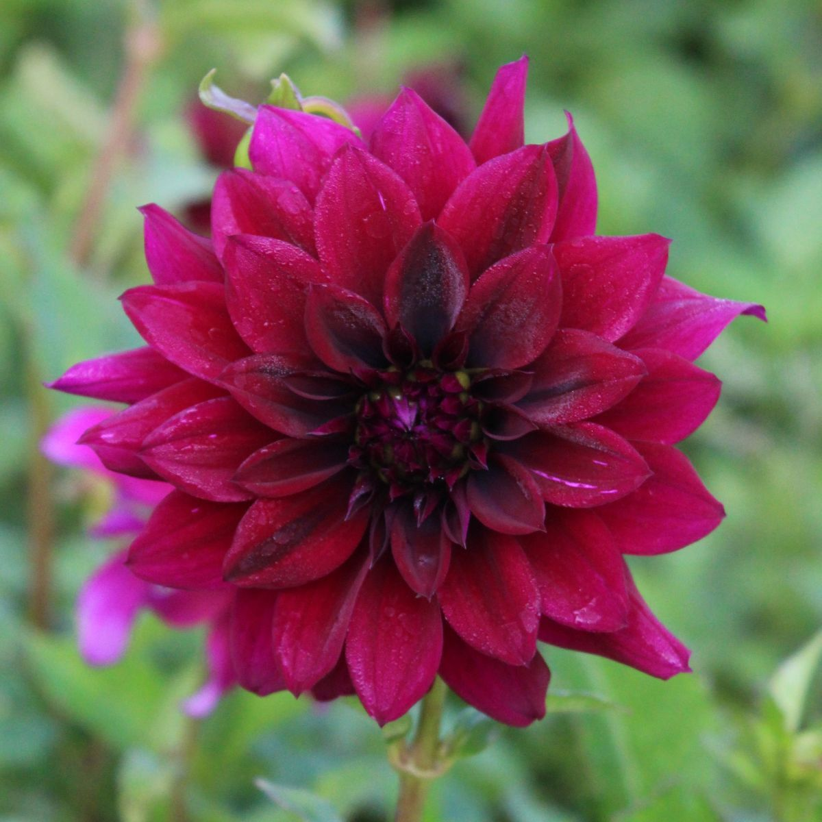 Dahlia- Black Embers