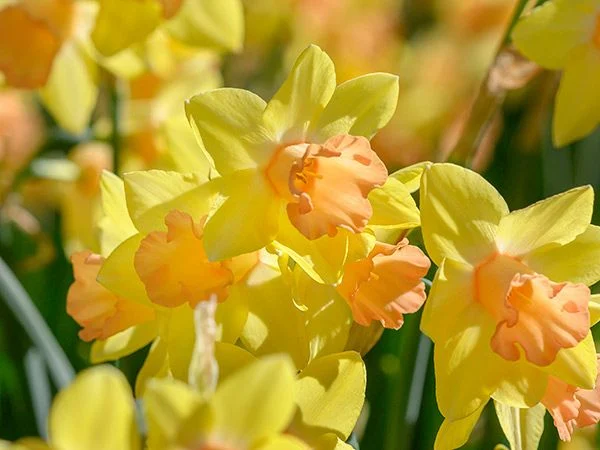 DAFFODIL, BLUSHING LADY (10 BULBS)