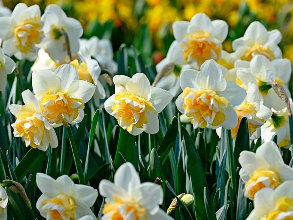 DAFFODIL, GOLDEN PEARL (10 BULBS)