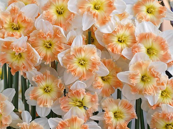 DAFFODIL, MALLEE (10 BULBS)