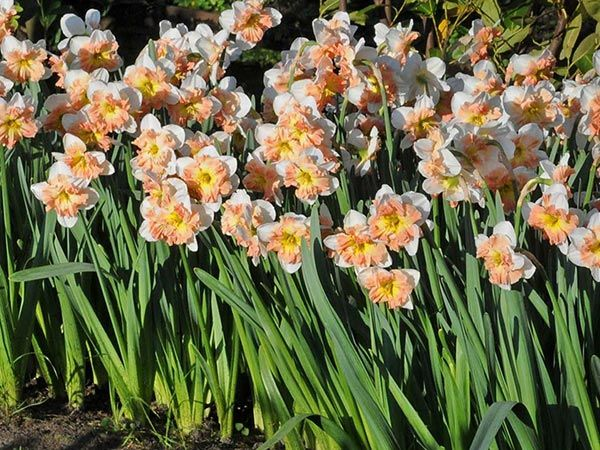 DAFFODIL, MALLEE (10 BULBS)