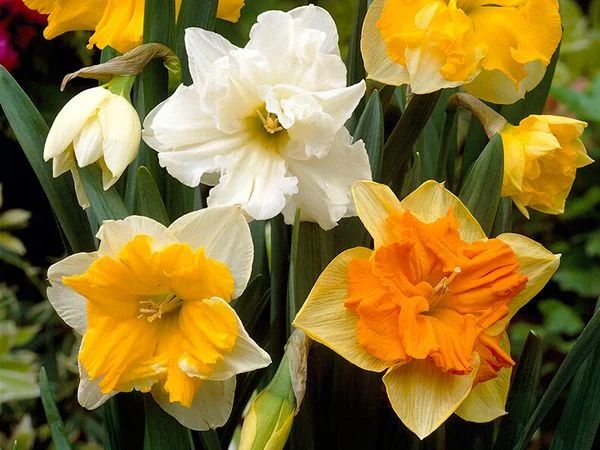 DAFFODIL, PAPILLON MIXED (10 BULBS)