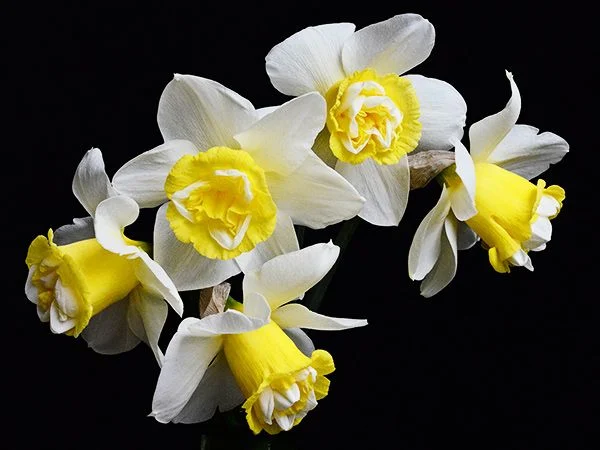 DAFFODIL, POPEYE (10 BULBS)
