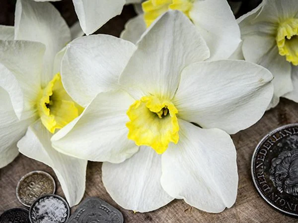 DAFFODIL, QUEEN OF NORTH (10 BULBS)