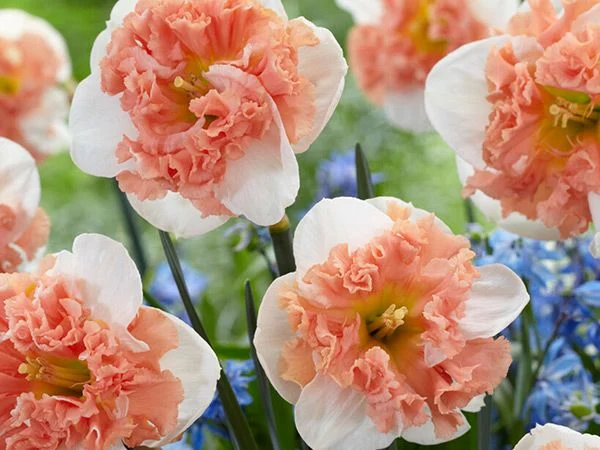 DAFFODIL, RASPBERRY CREME (10 BULBS)