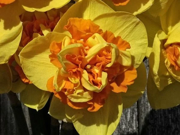 DAFFODIL, SIZZLING FIRE (10 BULBS)