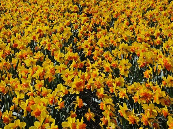 DAFFODIL, SIZZLING FIRE (10 BULBS)
