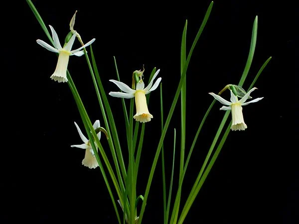 DAFFODIL, SNIPE (10 BULBS)
