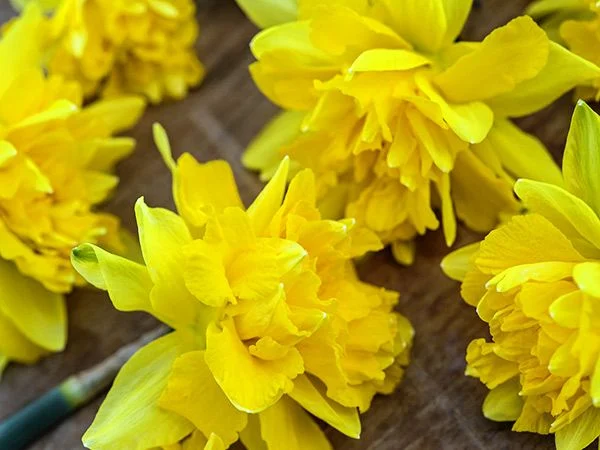 [Copy]DAFFODIL, SNIPE (10 BULBS)