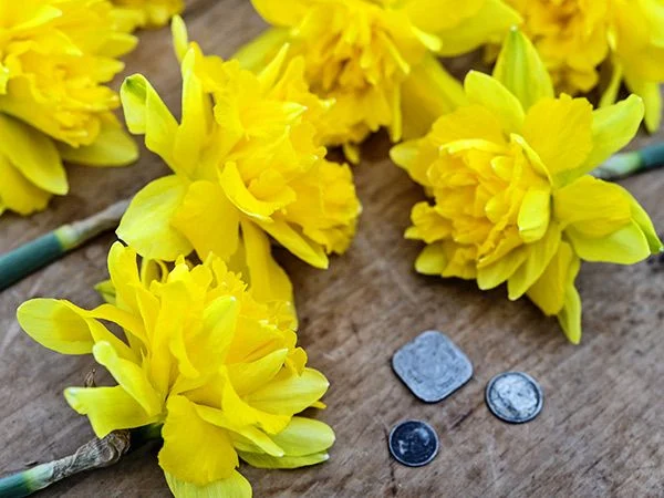 [Copy]DAFFODIL, SNIPE (10 BULBS)