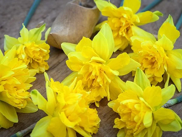 [Copy]DAFFODIL, SNIPE (10 BULBS)