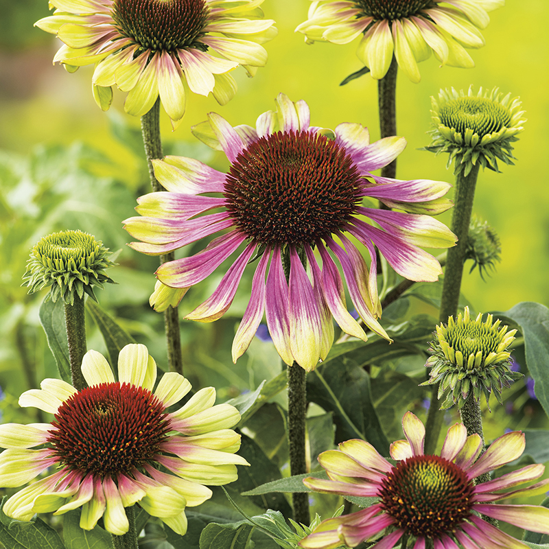 Echinacea Green Twister