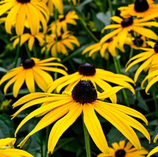 SWEET BLACK EYED SUSAN SEEDS
