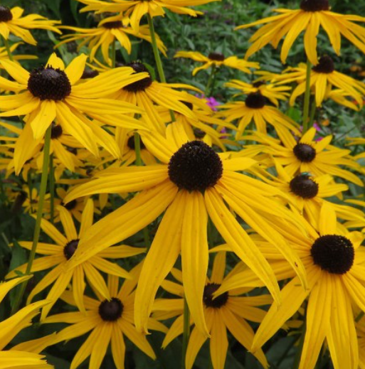 SWEET BLACK EYED SUSAN SEEDS