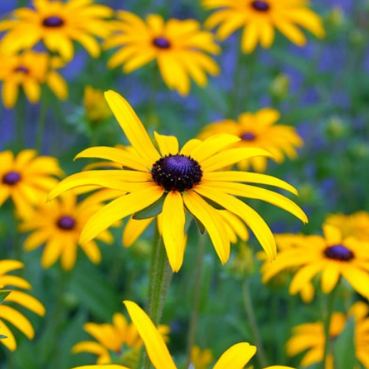 SWEET BLACK EYED SUSAN SEEDS